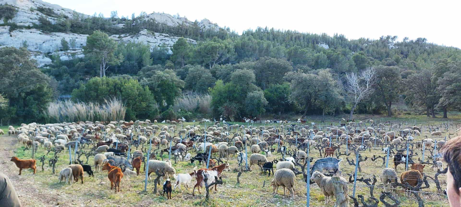 Photo de ruminant dans les vignes (Vitipastoralisme) © Anne Merot