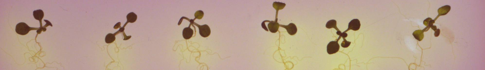 © Naïma Minet, ISA | Acidification of the rhizosphere by Arabidopsis roots. In vitro culture of 10-day-old Arabidopsis seedlings. Yellow areas indicate an acidic pH below 5.2, while purple areas indicate a pH above 6.8.