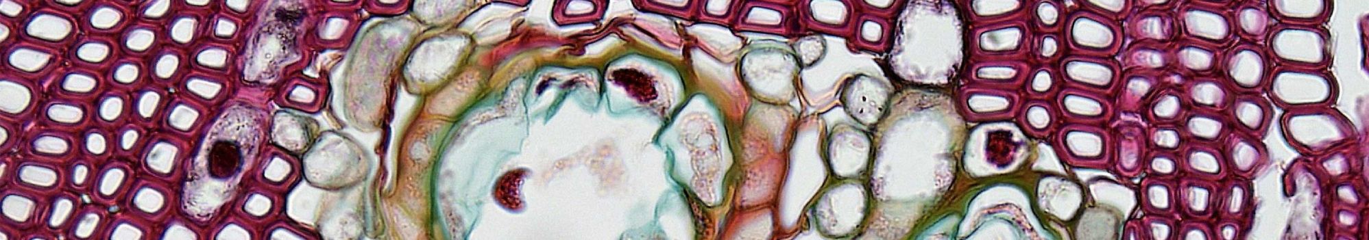 Microscopie plantes © Photo de Fayette Reynolds M.S, Pexels