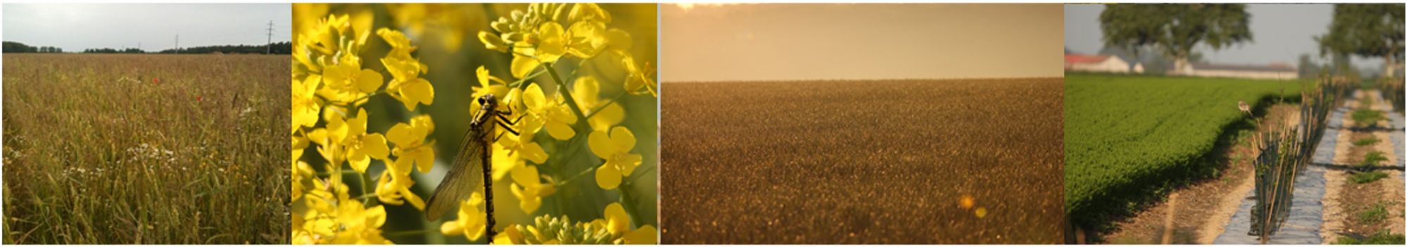 Photo de champ cultures et libellule  © Aude Barottin et Bertrand Couillens