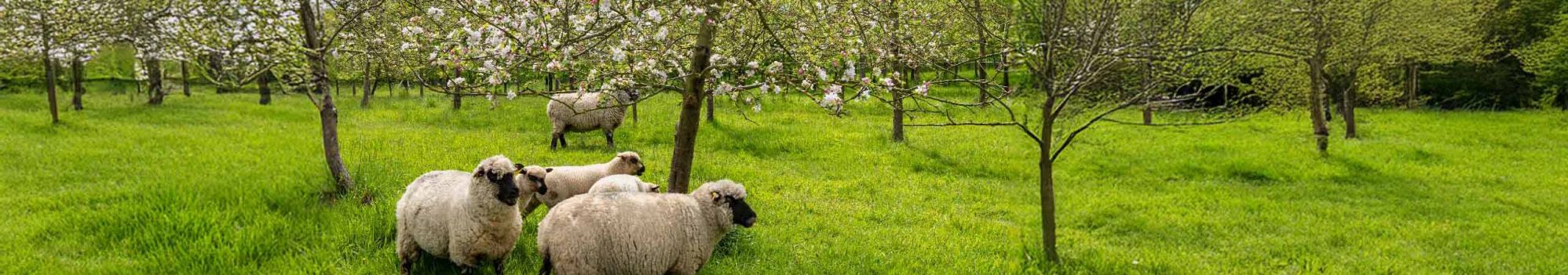 Photo de moutons dans un verger de pommiers © S. Leitenberger, adobe stock