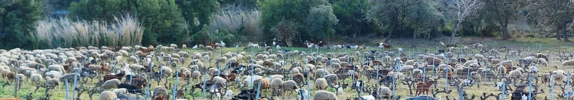 Photo de ruminant dans les vignes (Vitipastoralisme) © Anne Merot