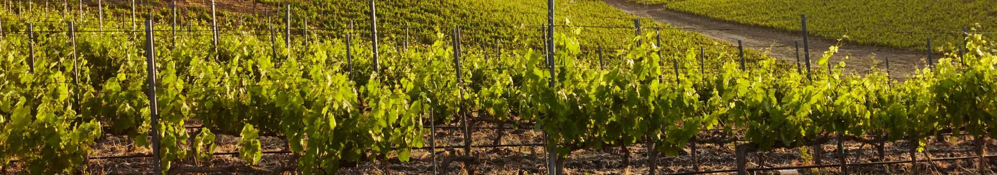 Photo de vignes © wirestock, freepik