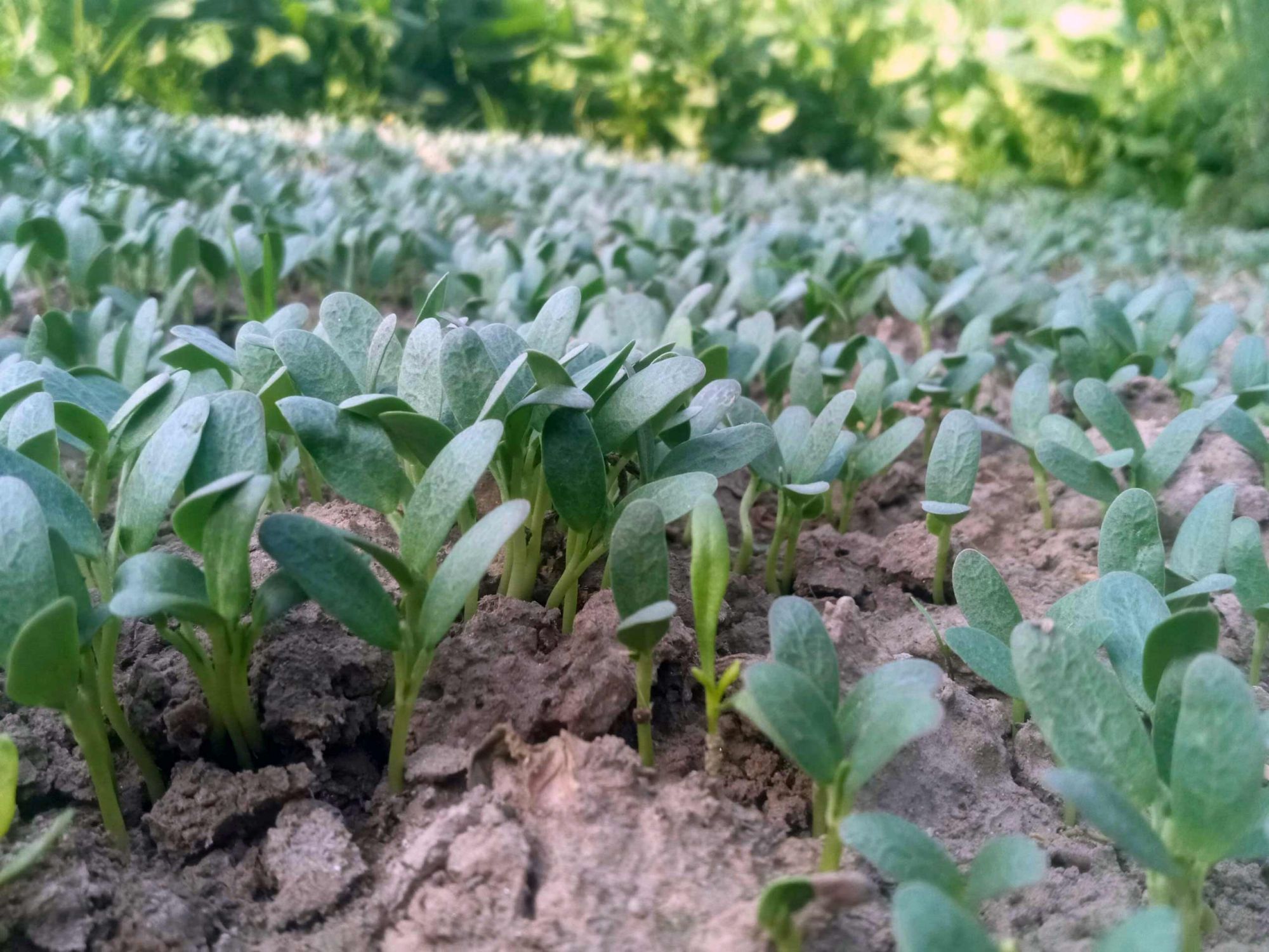 Fenugrec, une plante de service - crédit : ram-kishor-unsplash