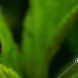Métaprogramme SumCrop