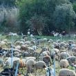Photo de ruminant dans les vignes (Vitipastoralisme) © Anne Merot