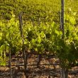 Photo de vignes © wirestock, freepik