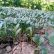 Fenugrec, une plante de service - crédit : ram-kishor-unsplash