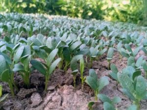 Fenugrec, une plante de service - crédit : ram-kishor-unsplash